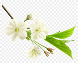 Spring Branch With White Tree Flowers Png Clipart - White ...