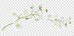 Flower White, flower transparent background PNG clipart ...
