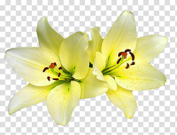 Flowers, yellow flowers transparent background PNG clipart ...