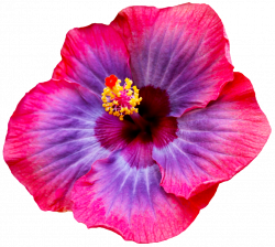 transparent-flowers: Hibiscus. (x). | Hibiscus plant ...