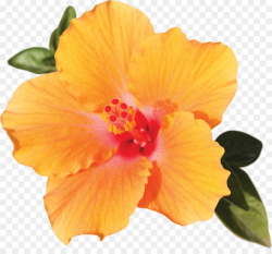 Rose Flower