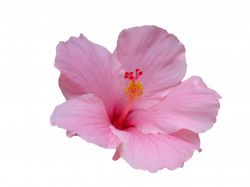 Hawaiian hibiscus Flower Hawaiian hibiscus Plant stem - pink ...