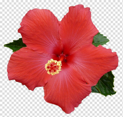 PRISMATIC NATURE The Shit Legit, red Hibiscus flower ...