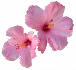 Hibiscus tea Hair Flower - tropical flower png download ...