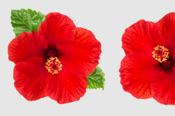 Hibiscus flower transparent back PNG