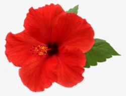 Hibiscus PNG, Transparent Hibiscus PNG Image Free Download ...
