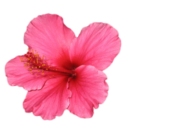 Image result for pink hibiscus flower transparent ...