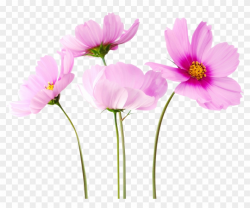 Flowers Png Free Download - Real Flowers Transparent ...