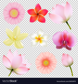 Flowers collection in transparent background