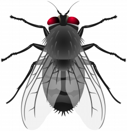 Fly PNG Clip Art - Best WEB Clipart