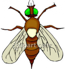 A Realistic Brown Fly with Green Eyes Royalty Free Clipart ...