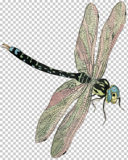 Dragonfly Insect Brown hawker Butterfly, fly PNG clipart ...