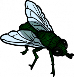 Download for free 10 PNG Fly clipart different color top ...