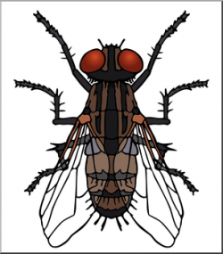 Clip Art: Insects: Housefly Color I abcteach.com | abcteach