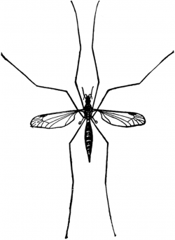 Crane Fly | ClipArt ETC