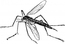 Crane Fly | ClipArt ETC