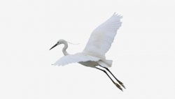 Flying Crane PNG, Clipart, Animal, Crane, Crane Clipart, Fly ...