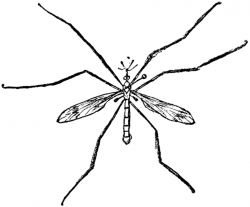 Crane Fly | ClipArt ETC