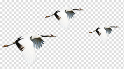 Red-crowned crane Bird Flight, Flying crane line transparent ...