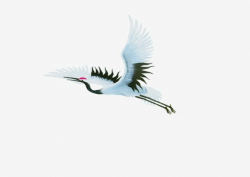 Flying Red-crowned Crane PNG, Clipart, Animal, Birds, Crane ...