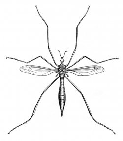 Crane Fly | ClipArt ETC