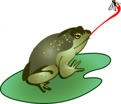 Frog eating fly clipart - Clip Art Library