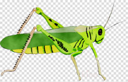 grasshopper vector clipart Insect Grasshopper clipart ...