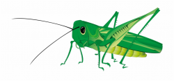 Grasshopper clipart flying, Grasshopper flying Transparent ...