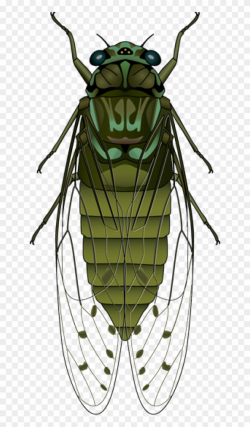 Horse Fly Horse Fly, Bugs And Insects, Bee, Clip Art ...