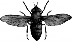 Horse Fly | ClipArt ETC