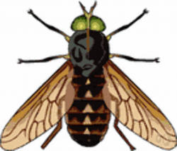 Horsefly - definition of horsefly by The Free Dictionary