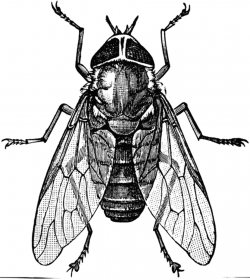 Dorsal View of Horsefly | ClipArt ETC