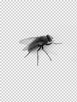 Fly Top Side, black horsefly PNG clipart | free cliparts ...