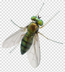 Greenhead horse fly Mosquito Pest Control Pterygota, horse ...