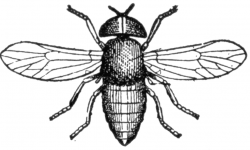 Horse Fly | ClipArt ETC