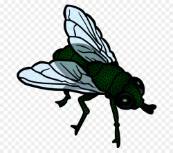 clip art fly clipart Insect Fly Clip art clipart - Wing ...