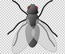 Insect Fly Free content , Housefly s PNG clipart | free ...