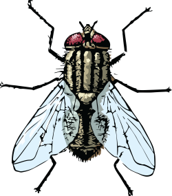 Clipart Of A Fly banner library library in 2019 | Drawings ...