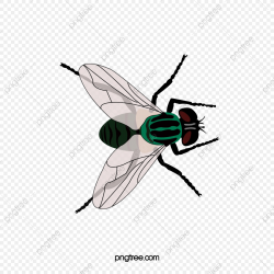 Green Flies, Insect, Animal, Fly PNG Transparent Clipart ...