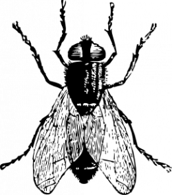 Fly Bug Insect Clip Art at Clker.com - vector clip art ...