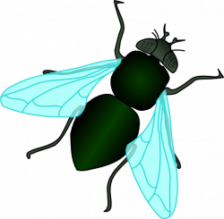 Green House Fly Clipart | i2Clipart - Royalty Free Public ...