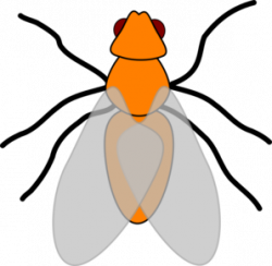 Orange Fly Clip Art at Clker.com - vector clip art online ...