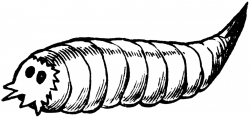 Seed-Corn Maggot | ClipArt ETC