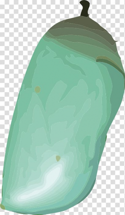 Download for free 10 PNG Fly clipart pupa of a top images at ...