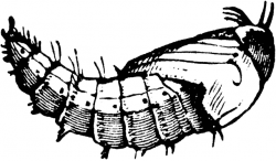 Robber Fly Pupa | ClipArt ETC