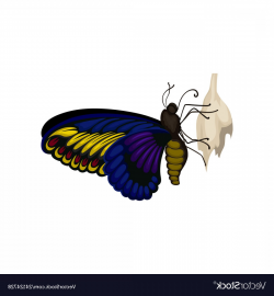 Blue Yellow Butterfly On It S Cocoon Flying Vector | CQRecords