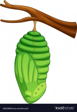 Butterflies Cocoon Vectors | CQRecords