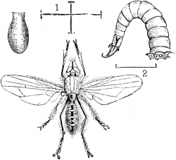 Onion Fly, Larva, and Pupa | ClipArt ETC