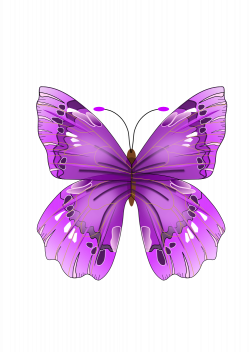 Fly clipart purple, Fly purple Transparent FREE for download ...