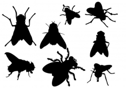 Free Fly Silhouette Vector - Download Free Vectors, Clipart ...